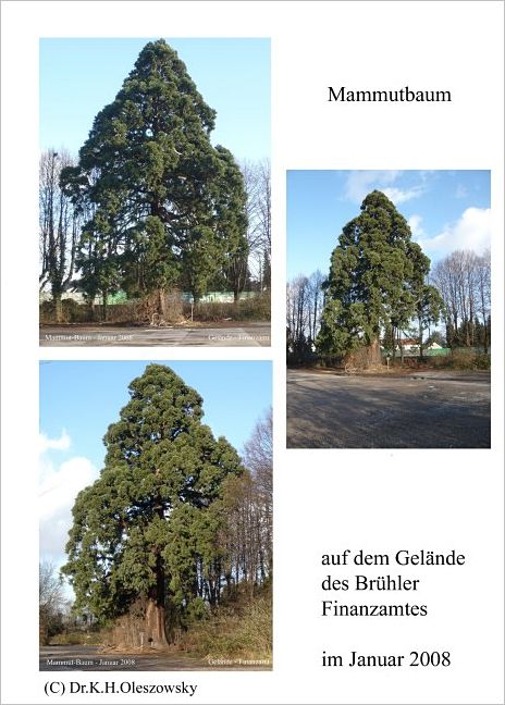 090 Mammutbaum-Finanz 2008